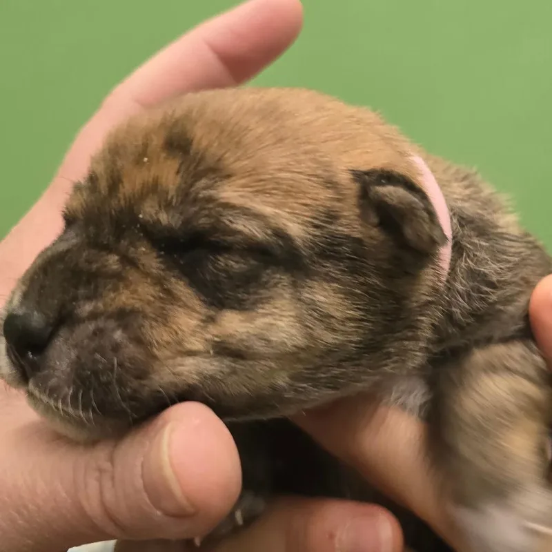 Strawberry thumbnail 6