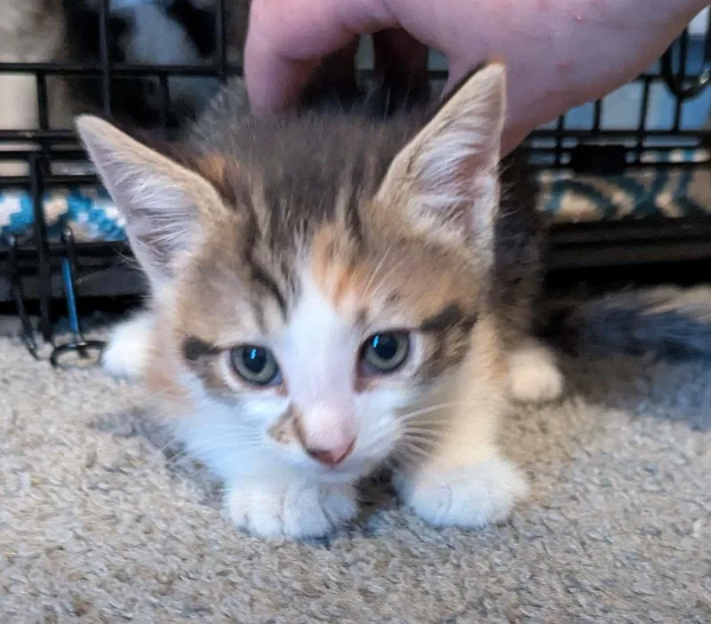 A young small-sized female Domestic Short Hair cat named Mewlan for adoption in Seven Valleys, PA