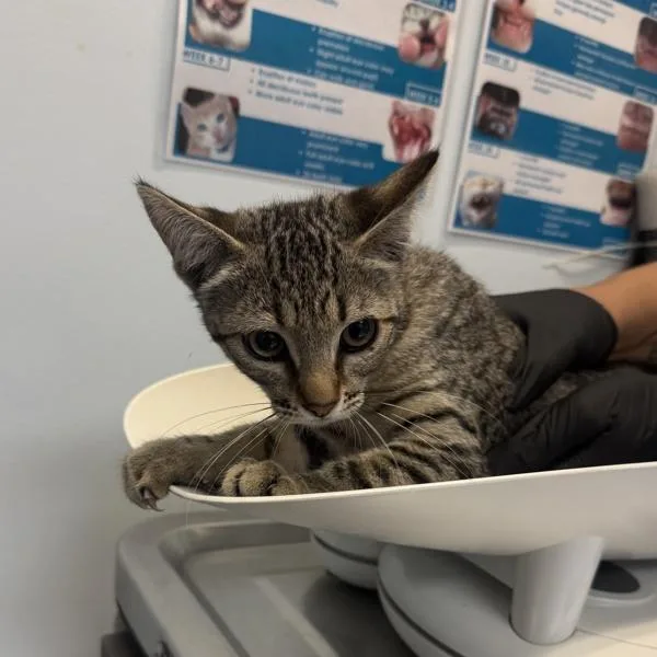 A baby small-sized female Domestic Short Hair cat named Secret for adoption in Escondido, CA