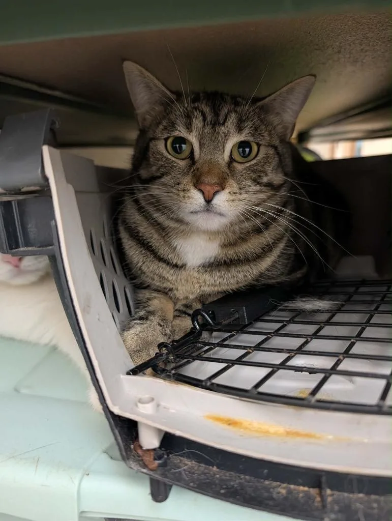 An adult medium-sized female Tabby cat named Meowdiss for adoption in Grand Junction, CO