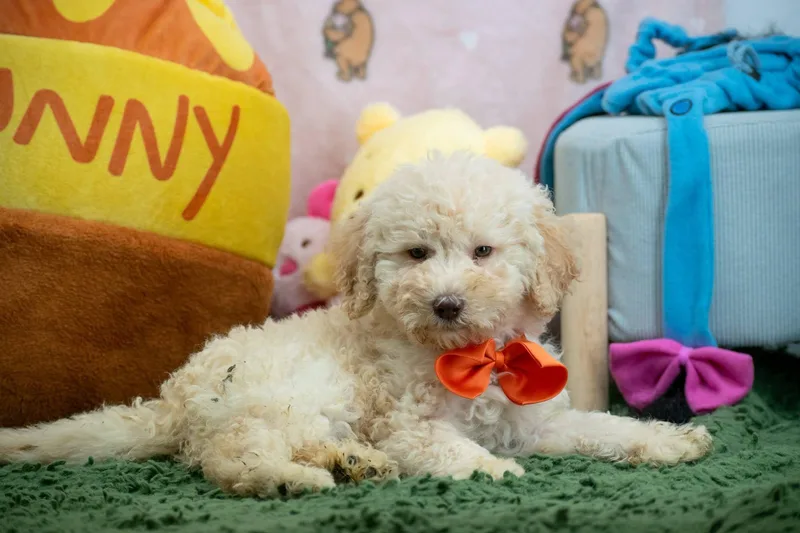 A baby small-sized male Yellow / Tan / Blond / Fawn Labradoodle dog named Tigger for adoption in Sevierville, TN