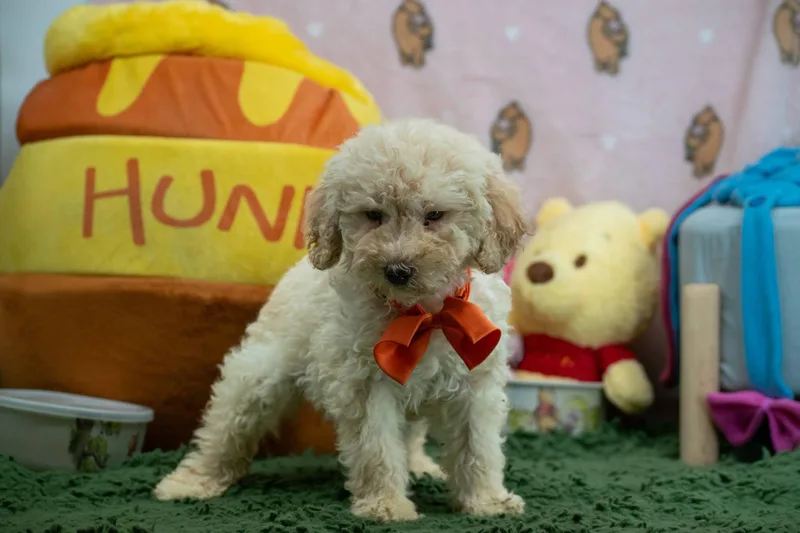 Tigger thumbnail 2