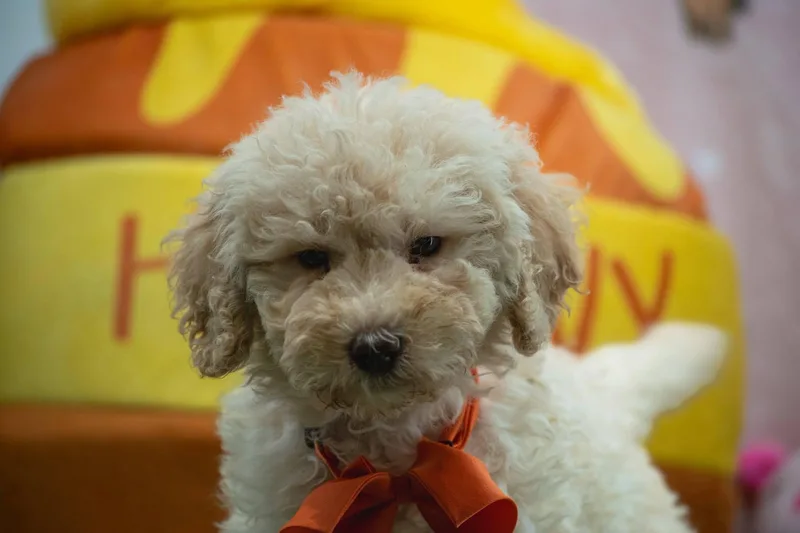Tigger thumbnail 3