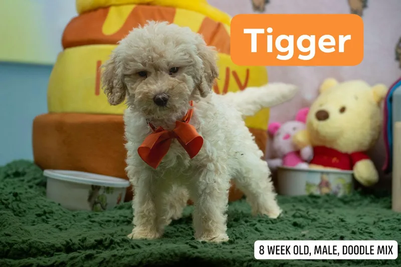 Tigger thumbnail 4