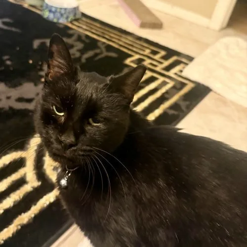 Tchalla