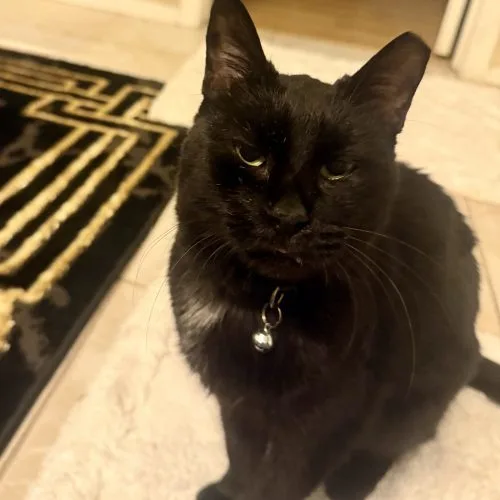 Tchalla thumbnail 3