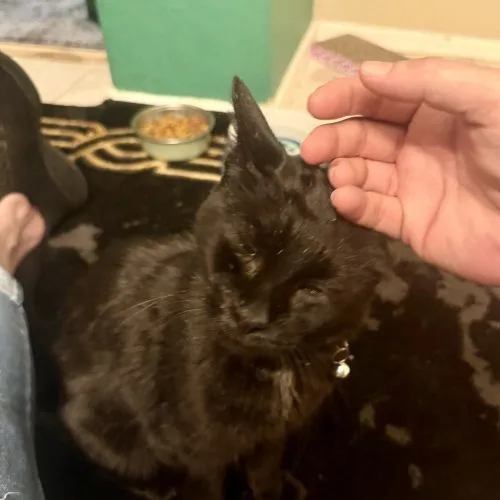 Tchalla thumbnail 6