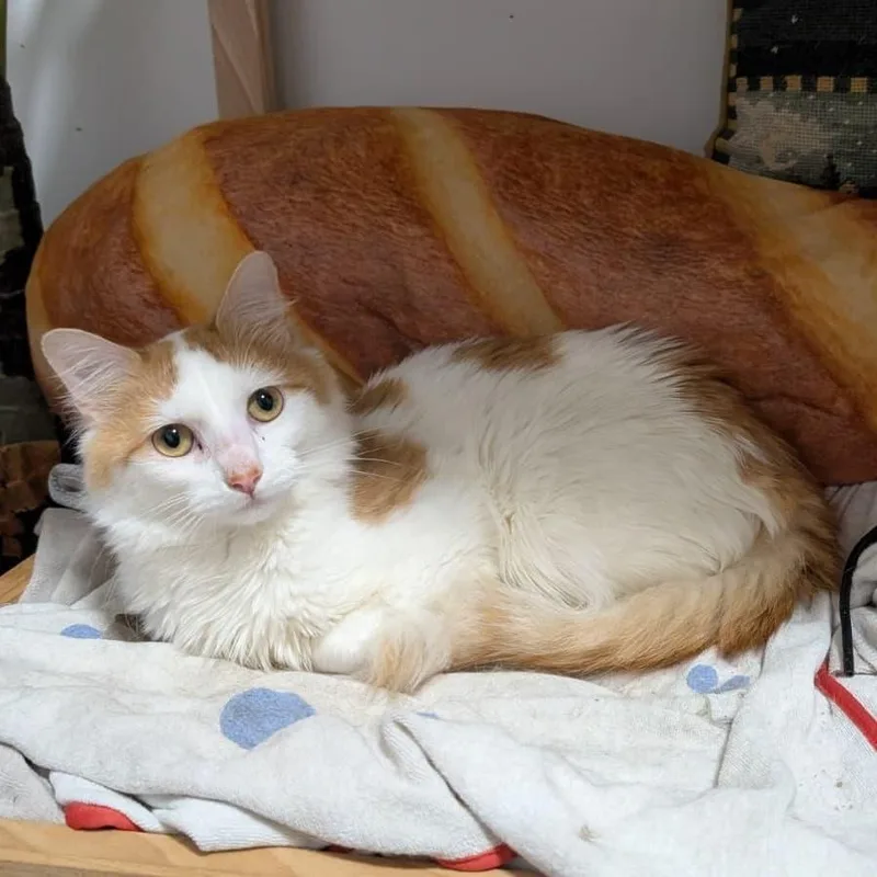 A young medium-sized male Domestic Long Hair cat named Maestro for adoption in New York, NY