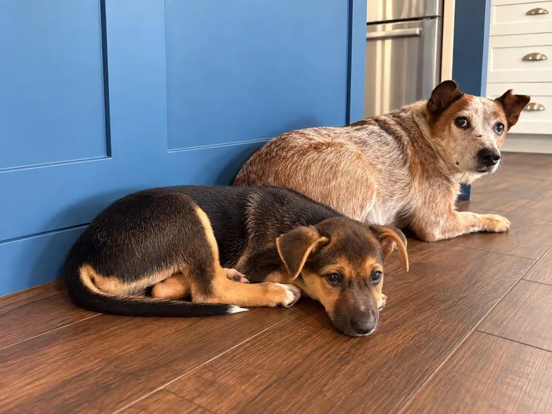 A baby medium-sized female German Shepherd Dog dog named Kayai for adoption in Houston, TX