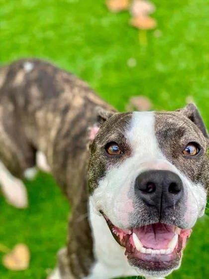 An adult large-sized female Mixed Breed dog named Bryce for adoption in Munster, IN