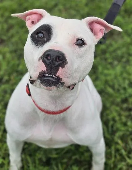 An adult large-sized male Mixed Breed dog named Rocky for adoption in West Chester, PA