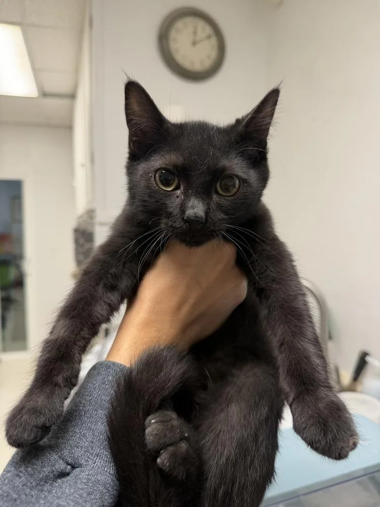 A baby medium-sized male Black Domestic Short Hair cat named Mason for adoption in Ontario, CA