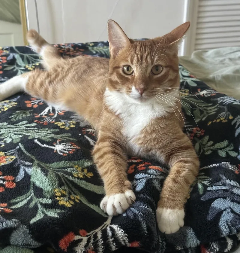 A young small-sized male Orange & White Domestic Short Hair cat named Ozzy for adoption in Los Angeles, CA