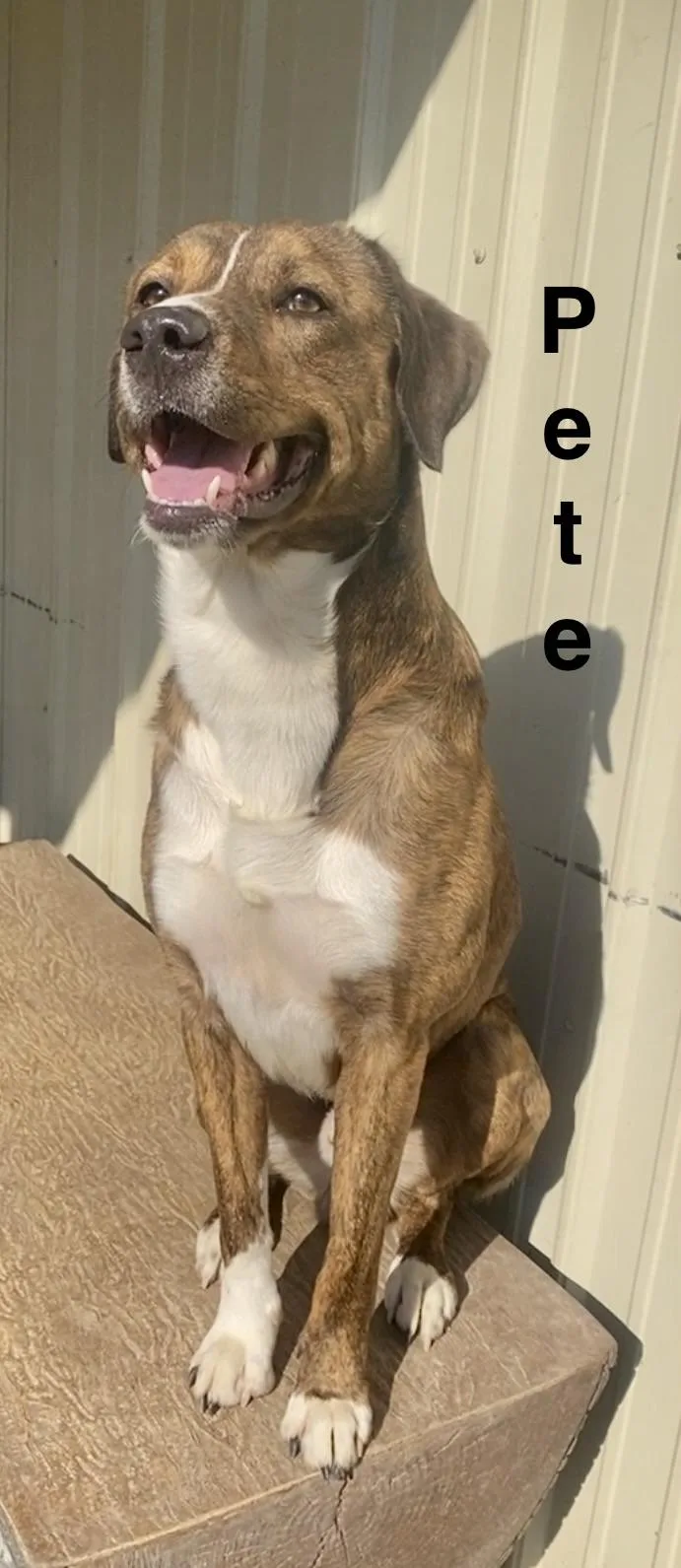 A young medium-sized male Brindle Mountain Cur dog named Pete for adoption in Pomeroy, OH