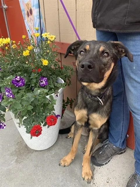 A young large-sized male Husky dog named Kizik for adoption in Fairbanks, AK