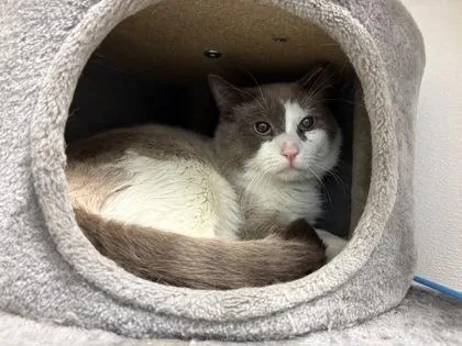 An adult small-sized male Domestic Short Hair cat named Kb for adoption in Golden Valley, MN