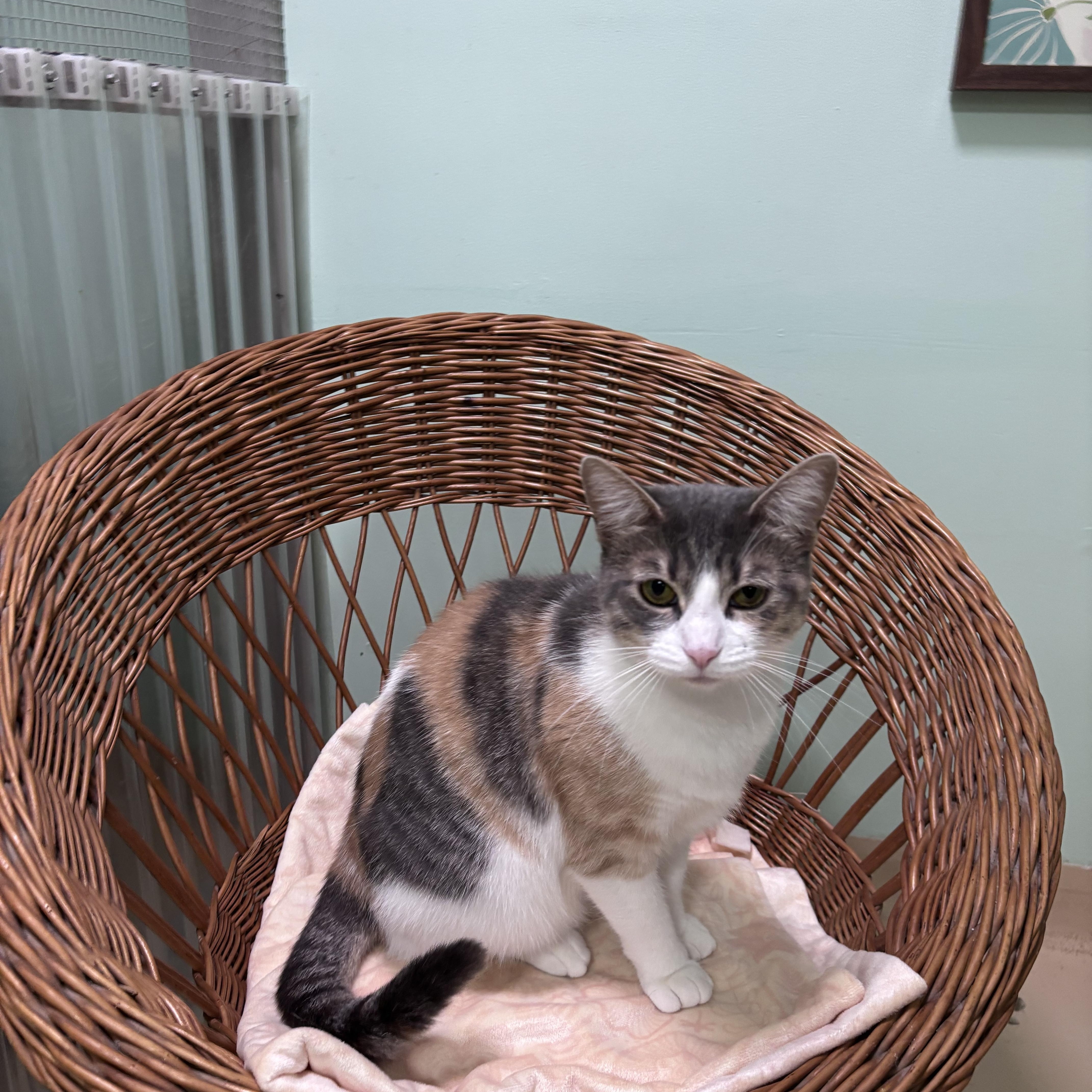 A young small-sized female Dilute Calico Domestic Short Hair cat named Rose for adoption in Franklin, IN