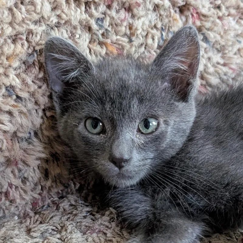 A baby small-sized male Gray / Blue / Silver Domestic Short Hair cat named Simon for adoption in Ottawa, KS