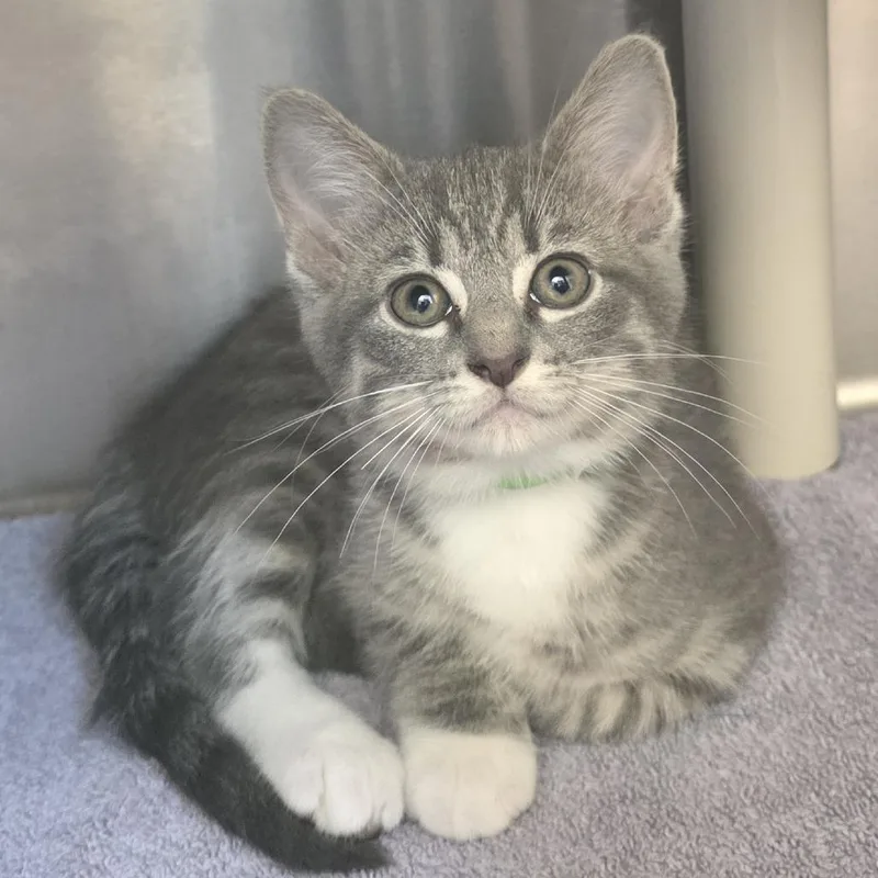 A baby small-sized female Gray / Blue / Silver Domestic Short Hair cat named Galaxy for adoption in Fort Wayne, IN