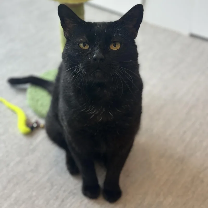 An adult large-sized male Domestic Short Hair cat named BF Rocco for adoption in Port Washington, NY