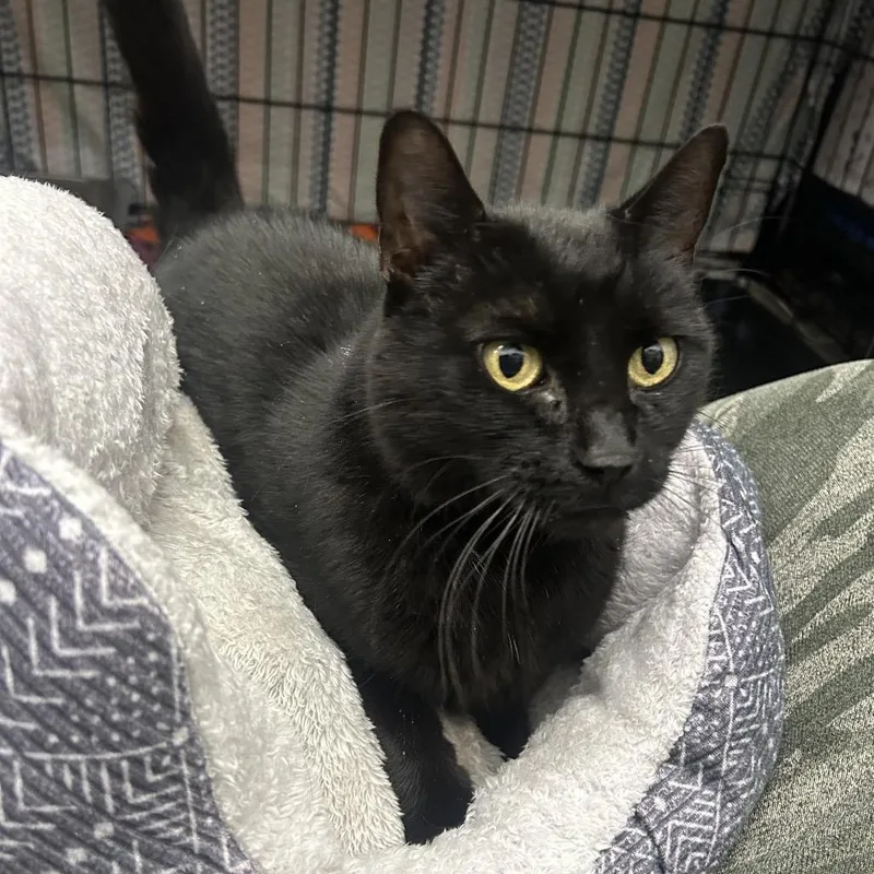 A senior small-sized female Domestic Short Hair cat named JoJo for adoption in Bismarck, ND