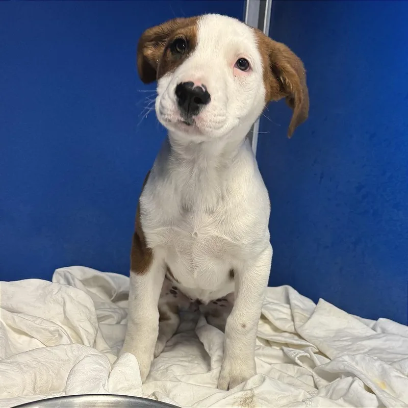 A baby small-sized female Brown / Chocolate Mixed Breed dog named Zoey for adoption in Las Cruces, NM