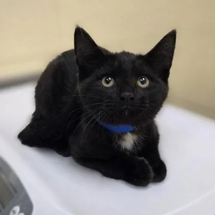 A baby small-sized male Domestic Short Hair cat named Benny for adoption in Westland, MI