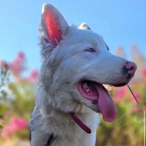 A young medium-sized female White / Cream Australian Shepherd dog named Opossum for adoption in Sonoma, CA