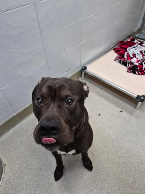 An adult large-sized male Boxer dog named Oscar for adoption in Omaha, NE