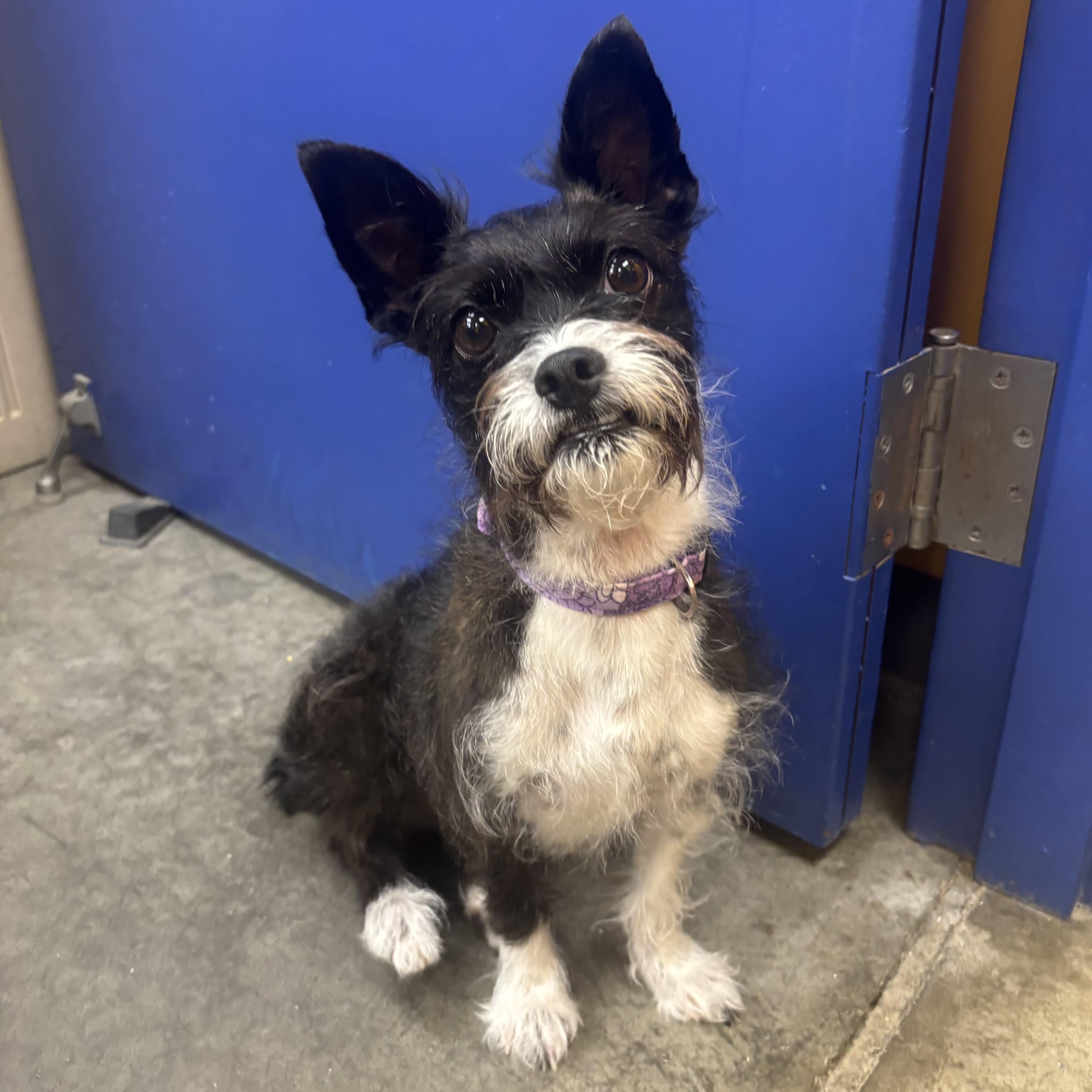 An adult small-sized female Black Schnauzer dog named Jodi for adoption in Waynesburg, PA