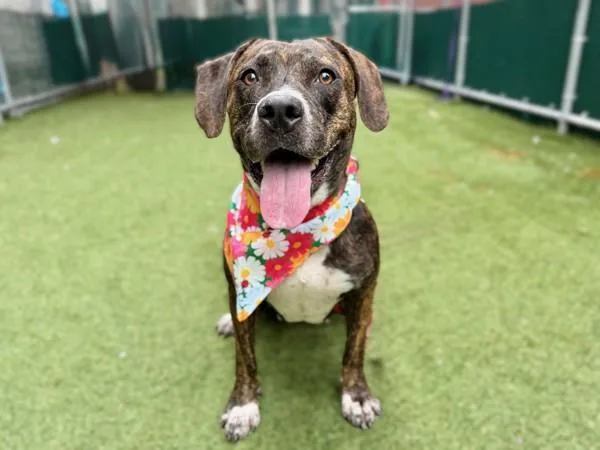 An adult medium-sized female Mixed Breed dog named Velvet for adoption in New York, NY