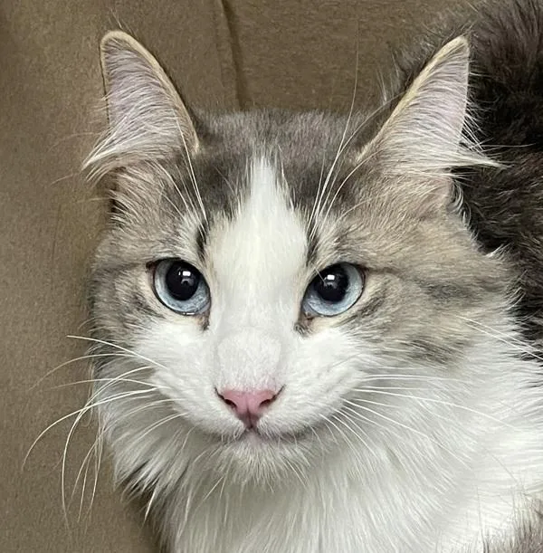 An adult small-sized male Domestic Medium Hair cat named Alby for adoption in Golden, CO