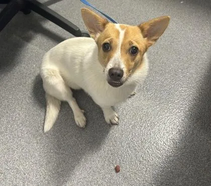 An adult medium-sized female Mixed Breed dog named Esther for adoption in West Chester, PA