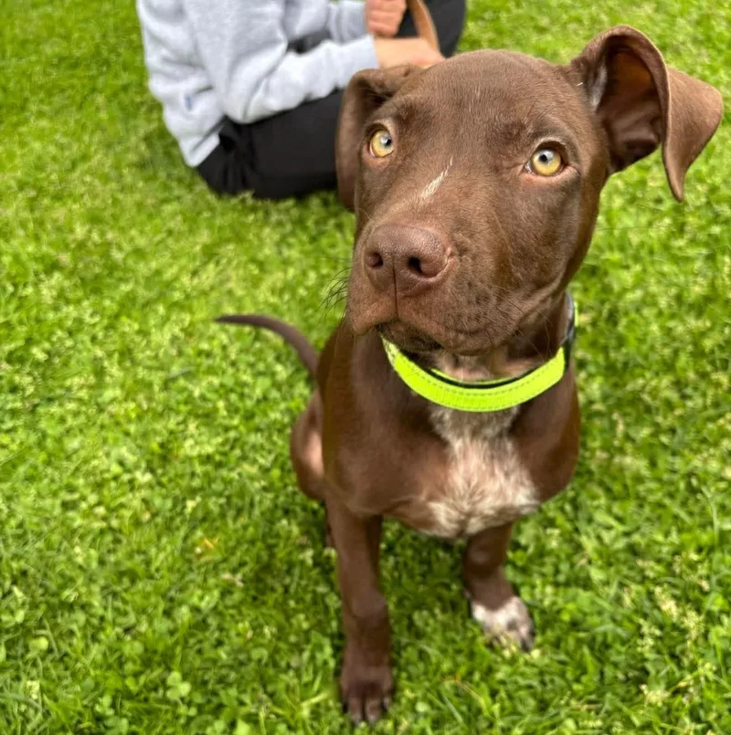 A baby medium-sized male Brown / Chocolate American Staffordshire Terrier dog named Gus for adoption in Salem, NH