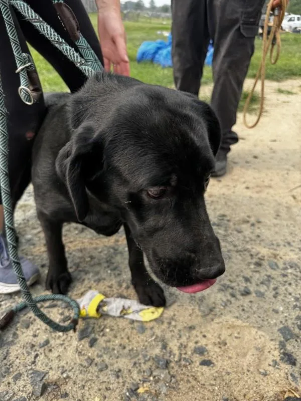 A young large-sized female Labrador Retriever dog named A for adoption in Salisbury, MD