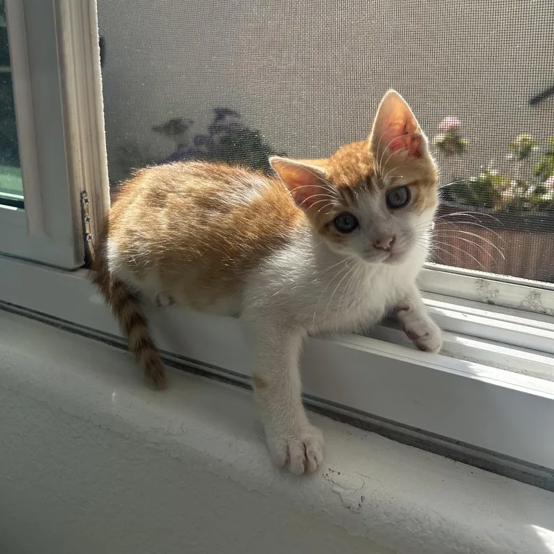 A baby small-sized male Orange / Red Domestic Short Hair cat named Jack for adoption in Costa Mesa, CA