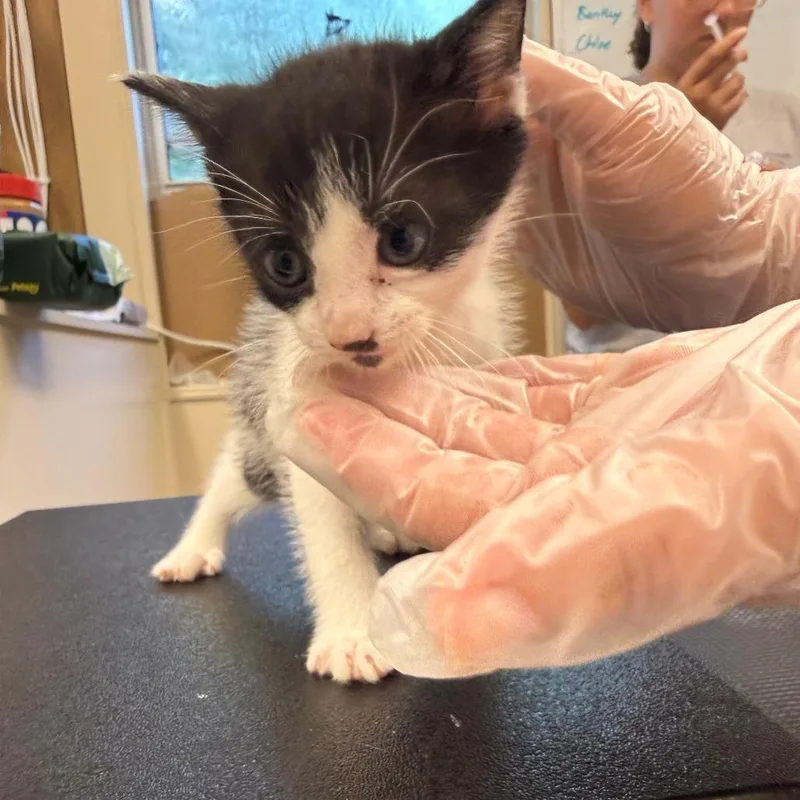 A baby small-sized male Domestic Short Hair cat named Piglet for adoption in Lake Panasoffkee, FL