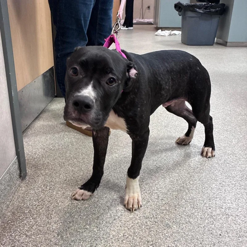 A young medium-sized male Black Mixed Breed dog named Patrick for adoption in Jacksonville, FL