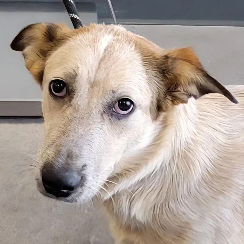 An adult medium-sized female White / Cream Mixed Breed dog named 110119 for adoption in Las Cruces, NM