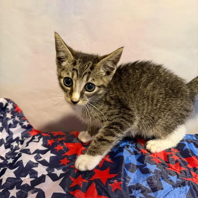 A baby small-sized male Gray / Blue / Silver Domestic Medium Hair cat named Sputnick for adoption in Fredericksburg, VA