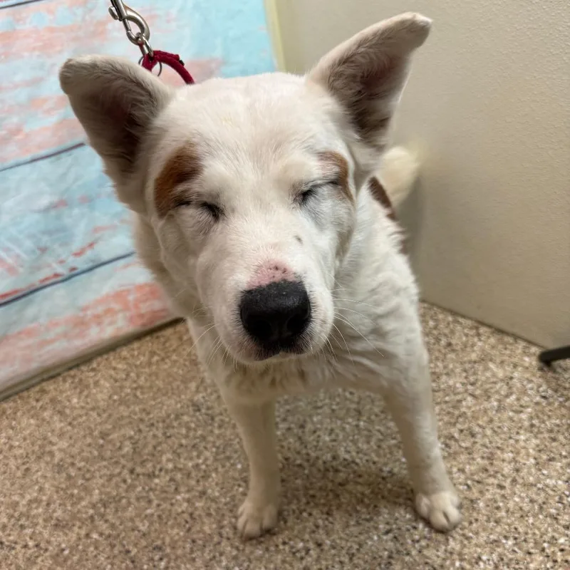 Dandelion thumbnail 3