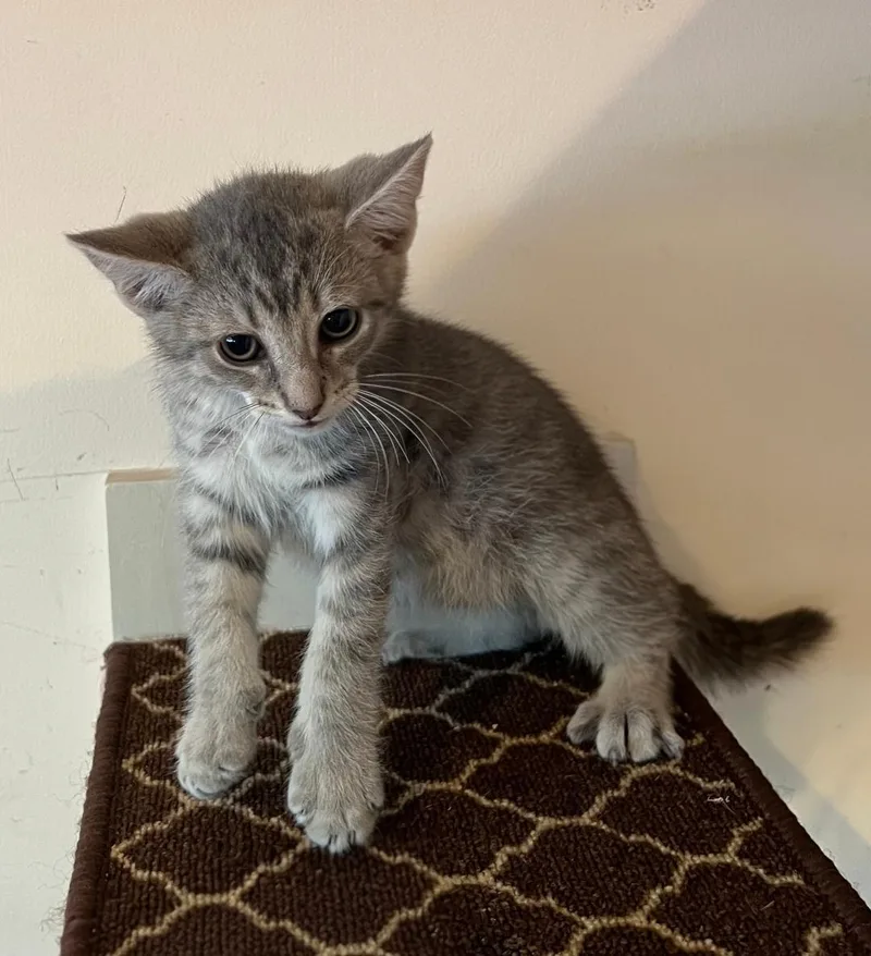 A baby medium-sized male Tabby (Gray / Blue / Silver) Domestic Short Hair cat named Swizzle for adoption in East Brunswick, NJ