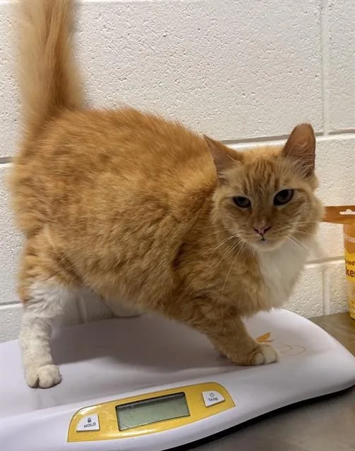 An adult large-sized male Domestic Short Hair cat named Fluke for adoption in Upper Marlboro, MD