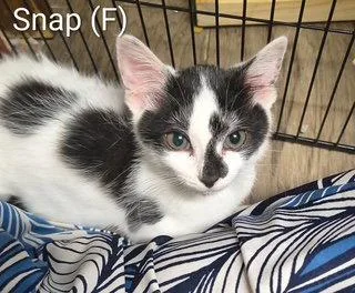 A baby medium-sized female Domestic Short Hair cat named Snap for adoption in Saugerties, NY