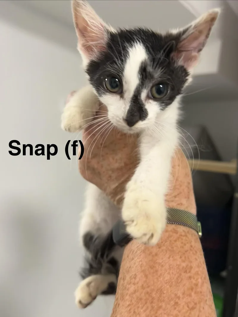 Snap thumbnail 2