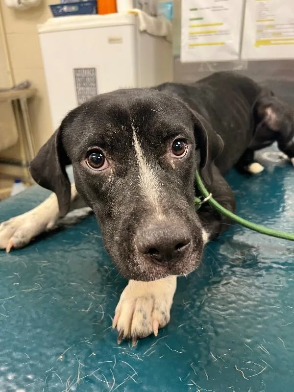 An adult medium-sized female Black Mixed Breed dog named Evie for adoption in Mobile, AL