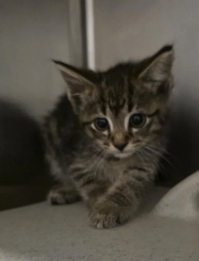 A baby small-sized female Domestic Short Hair cat named Valya for adoption in Derwood, MD
