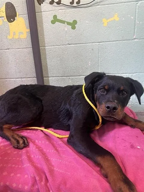 A baby small-sized male Rottweiler dog named A for adoption in Sacramento, CA