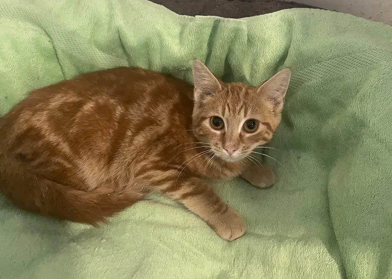A baby small-sized male Domestic Short Hair cat named Pumpkin for adoption in Troy, NY