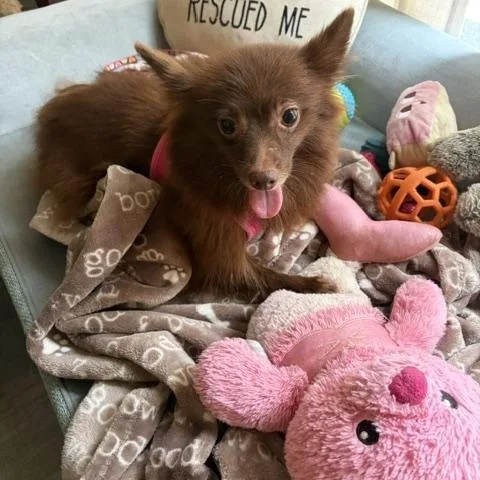 An adult small-sized female Pomeranian dog named Fern for adoption in Maitland, FL